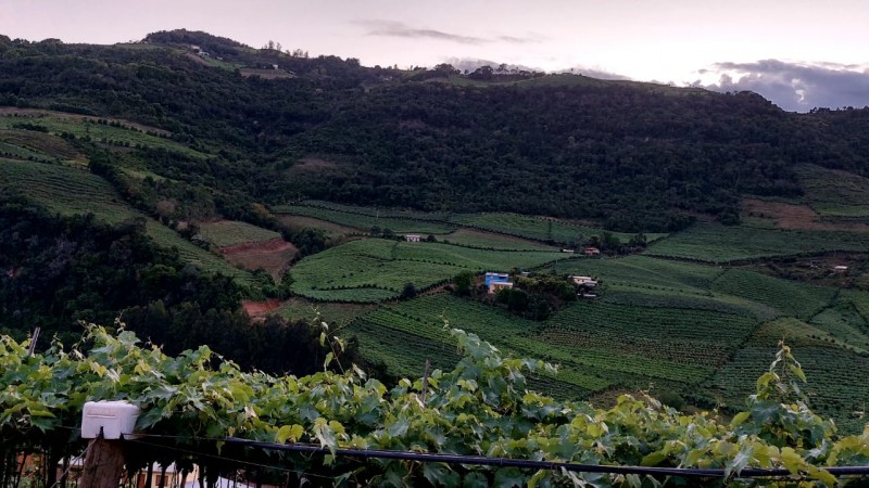 Campos com videiras em Bento Gonçalves