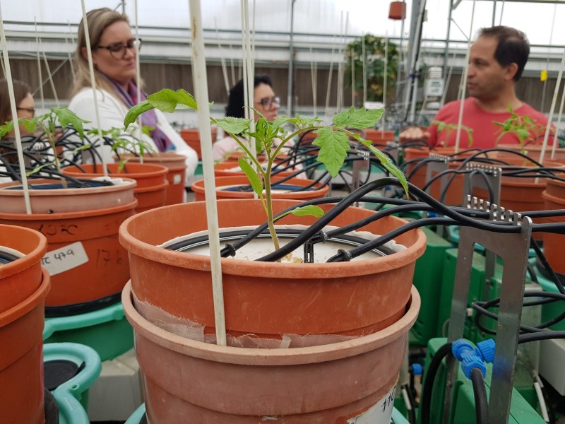 Um dos estudos desenvolvidos é um sistema que analisa a resposta fisiológica das plantas em diferentes situações de estresse
