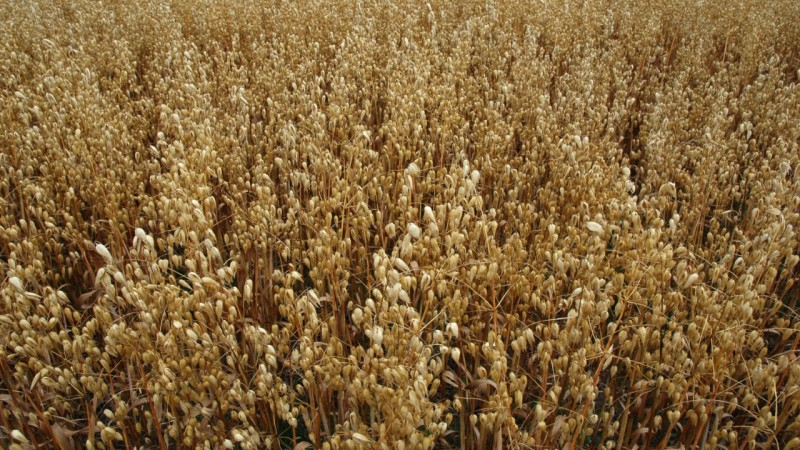 Aveia é uma das espécies de forrageiras cultivadas pelos produtores que aderirem ao Programa da Secretaria da Agricultura