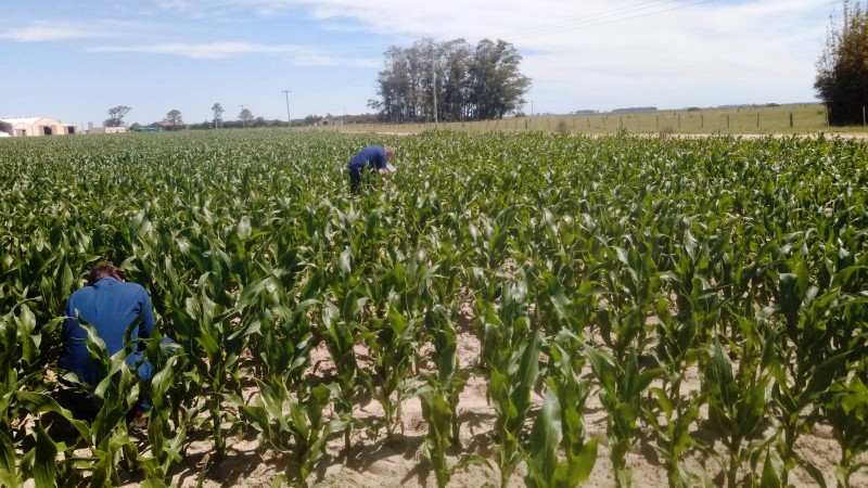 Campo de milho com dois técnicos vistoriando as plantas