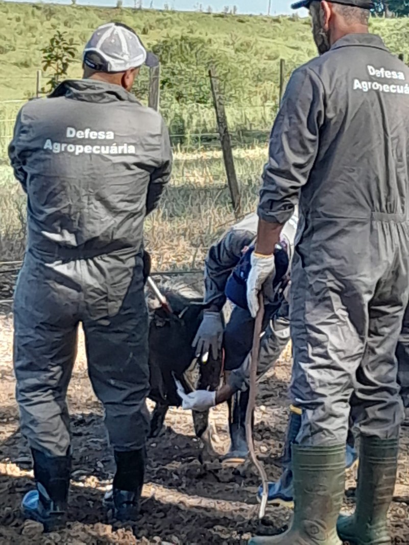Dois servidores da Defesa Agropecuária vistoriam um porco