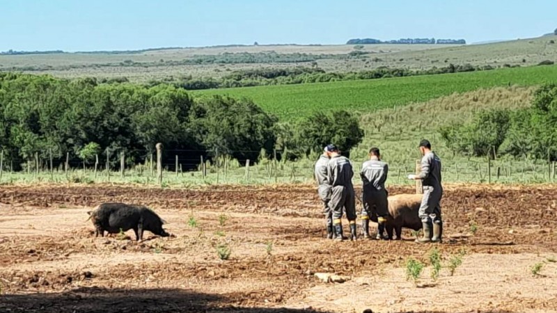 Quatro fiscais estão avaliando um suíno em um campo aberto. À esquerda, há outro suíno.