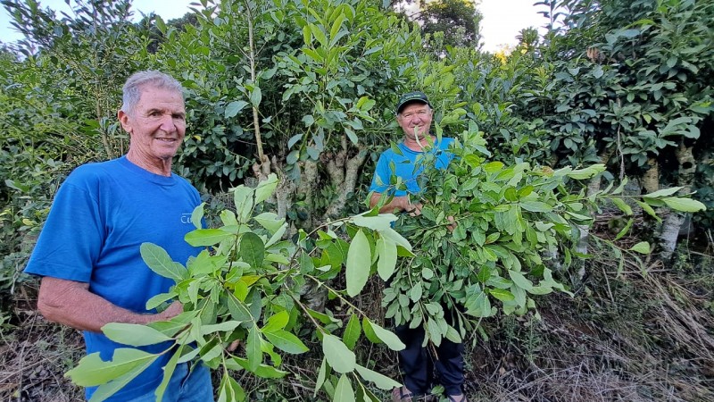 produtores de erva-mate Jandir Cossa e filho