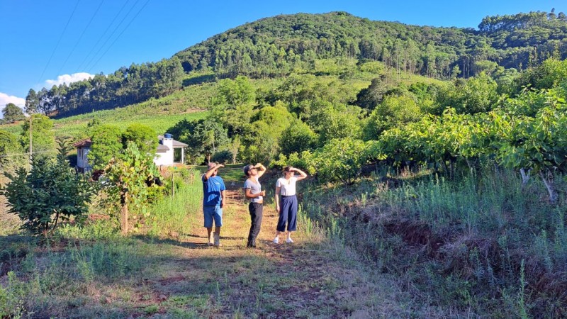 Polo ervateiro do Alto Taquari concentra 55% dos produtores do Rio Grande do Sul