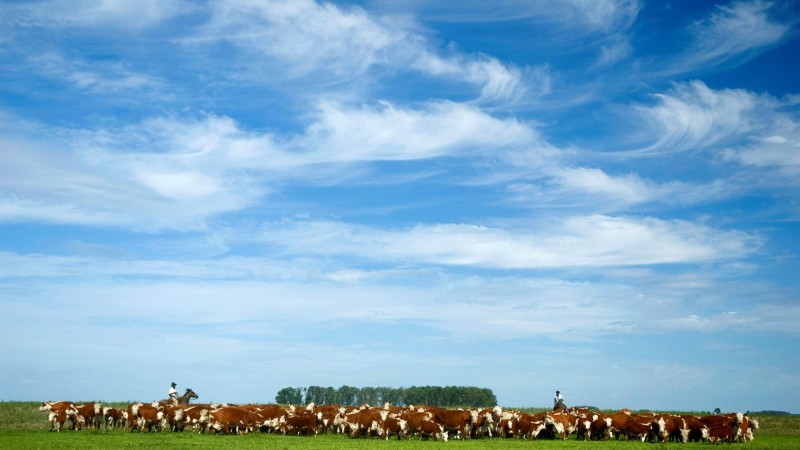 Campo com gado e céu azul com nuvens brancas
