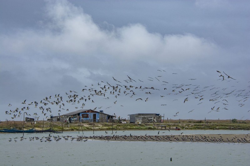 A Lagoa do Peixe é refúgio para centenas de espécies de aves migratórias