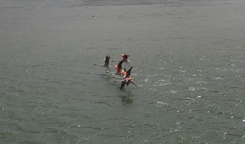 Flamingos