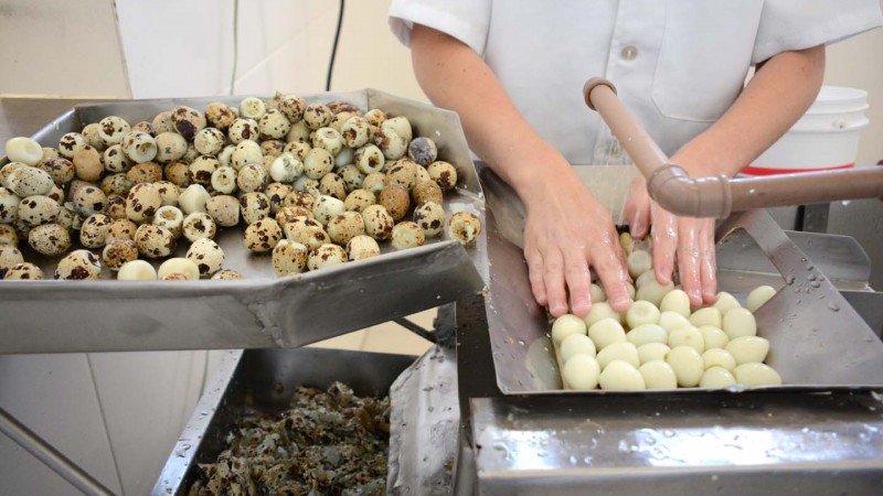 Processamento de ovos de codorna