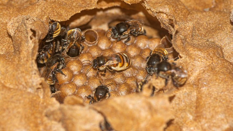 Abelhas sem ferrão com a rainha Foto Fernando Dias Seapi
