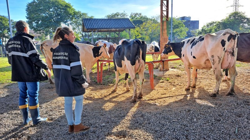 entrada animais2