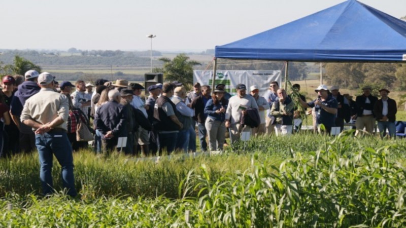 Dia de Campo Embrapa Felipe Rosa