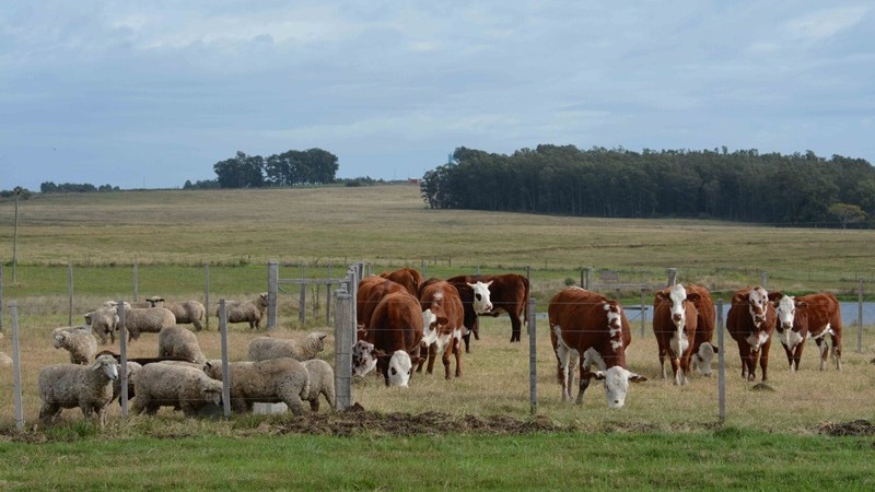 imagem de campo com gado e ovelhas - Guatambu 06