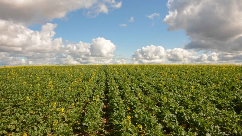 Campo de canola