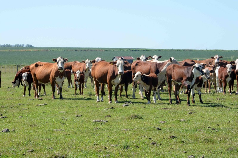Raça Braford tem maior participação na Expointer entre os bovinos de corte