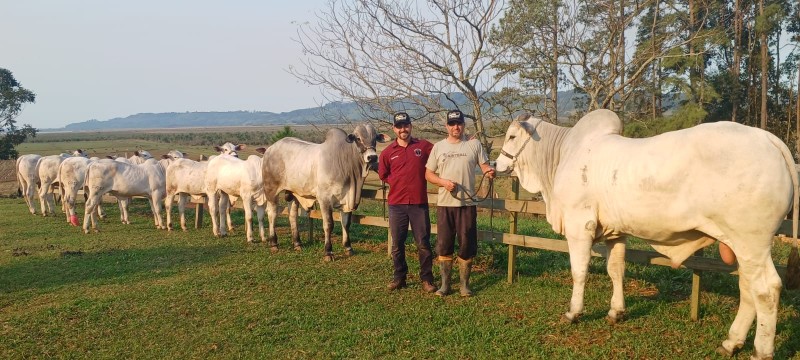 Produtor de Morrinhos do Sul vai trazer 10 exemplares da raça nelore para a Expointer