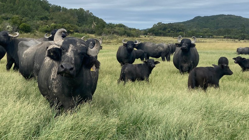 Búfalos são destaque na Expointer deste ano