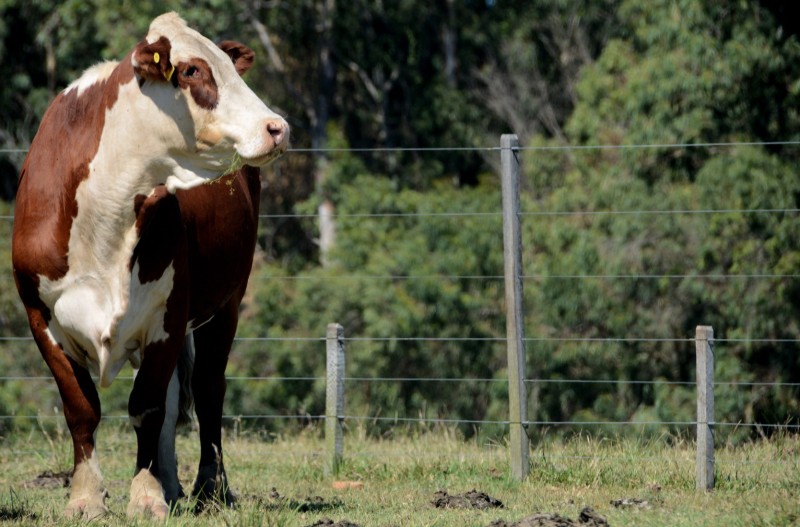 Raça Braford tem 94 animais inscritos na Expointer 2023