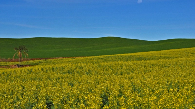 Campos de canola e trigo