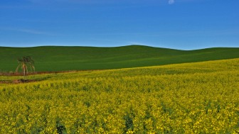 Campos de canola e trigo