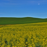 Campos de canola e trigo