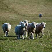 ovelhas campo 01 p