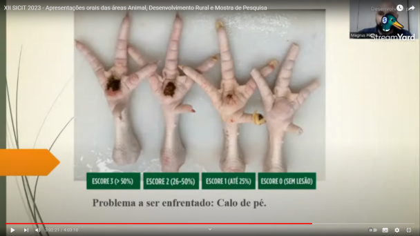pé de frango