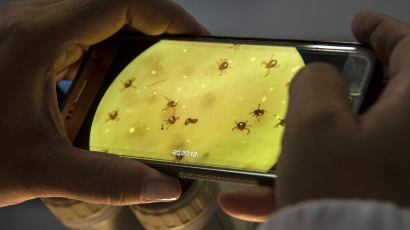Estudo sobre carrapatos no Laborat&oacute;rio de Parasitologia do IPVDF