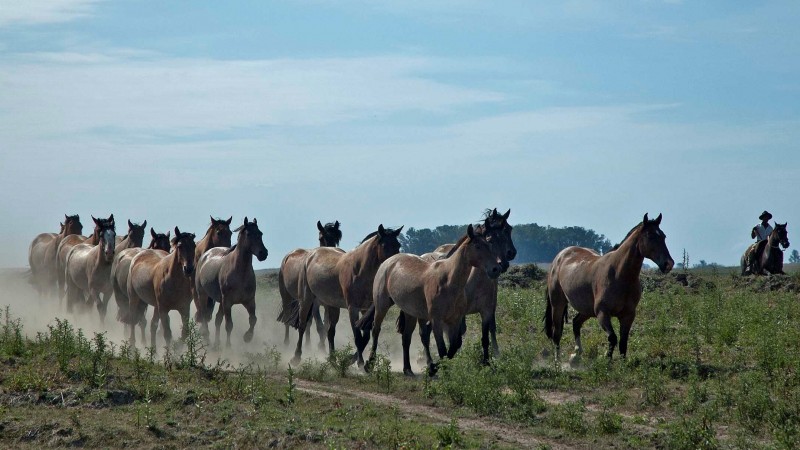 Tropa de cavalos crioulos