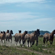 Tropa de cavalos crioulos