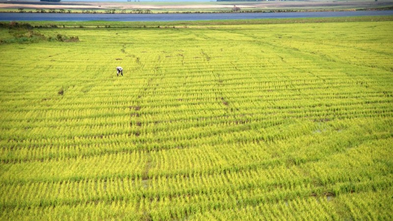 Lavouras de arroz