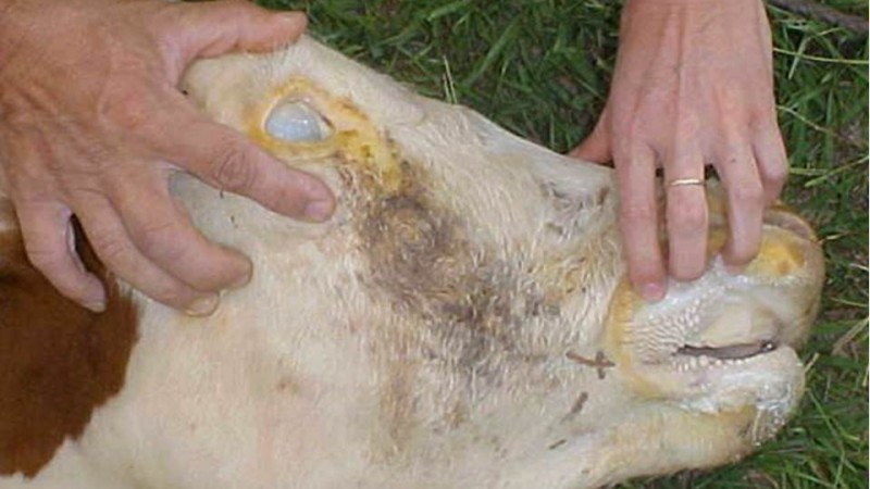anaplasmose