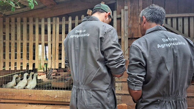 Equipes da Seapi visitam propriedades em raio de até 10 quilômetros a partir do foco de gripe aviária em Rio Pardo