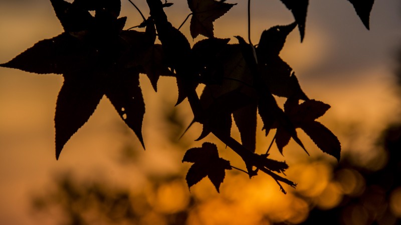 foto clima outono com folhas escuras e céu desfocado