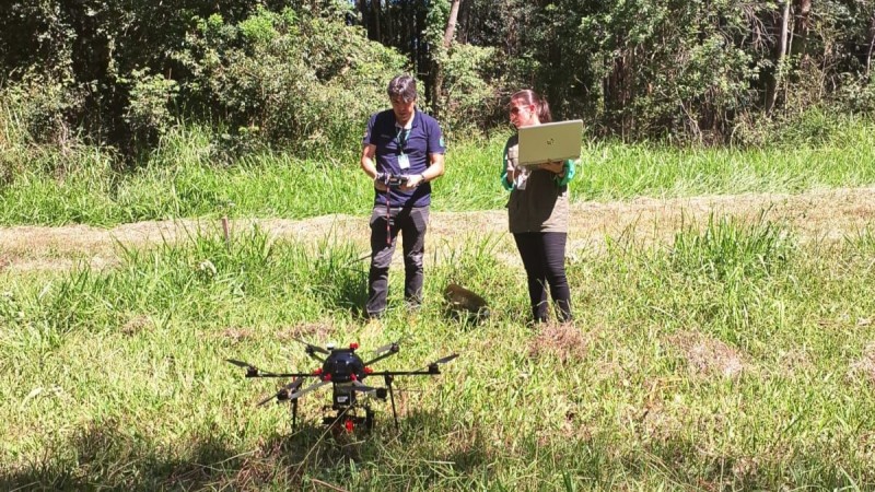 Imagens multiespectrais feitas por drone podem auxiliar na identificação de besouro serrador em acácias-negras