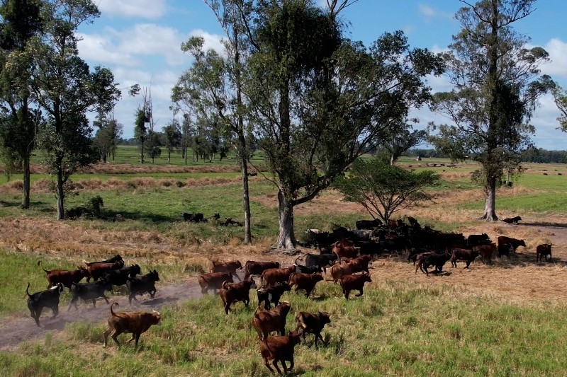 lavoura pecuária site
