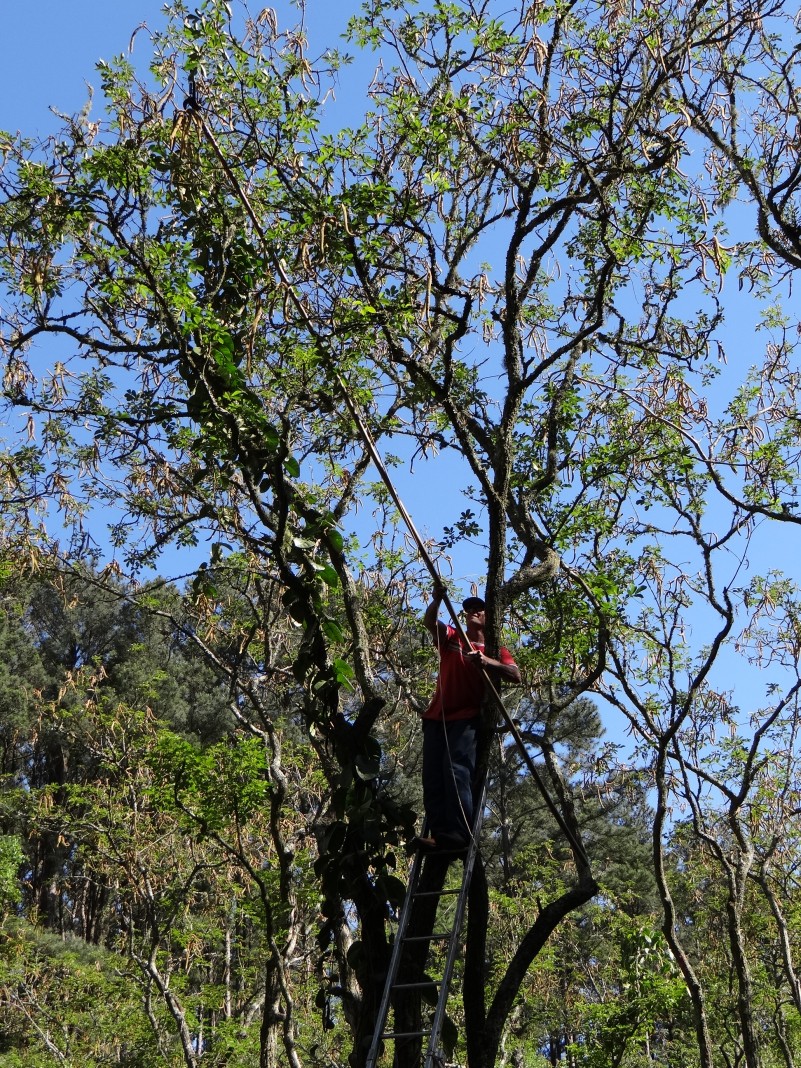 Curso de coletor de sementes será realizado pelo CEFLOR em Santa Maria