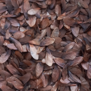 sementes CEFLOR editada