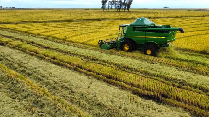 Foto colheita de arroz em Quaraí