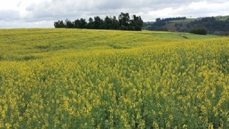 Canola foto Ricardo Sartori extensionista
