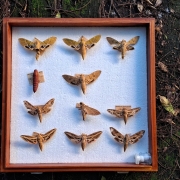 mariposas
