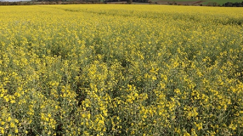 Canola Santa rosa foto Jose Schafer
