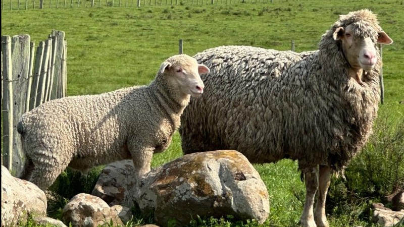 raça Dohne Merino Livramento nova