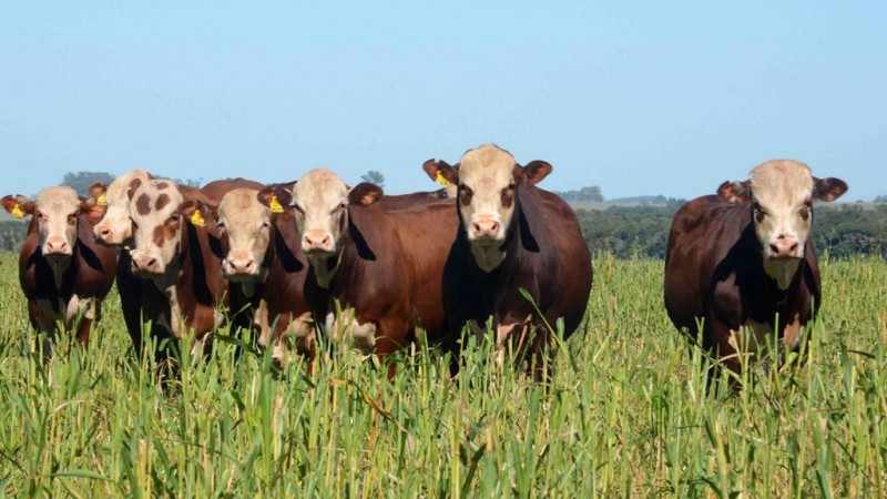 Braford é uma das raças com animais rústicos inscritos para a Expointer