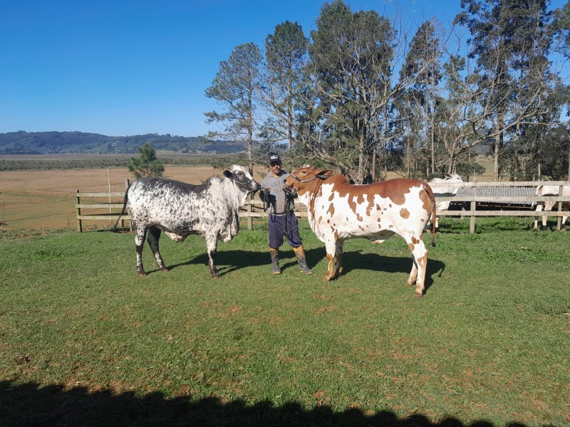 Alencar Scarpari, de Morrinhos do Sul, Nelore pelagens