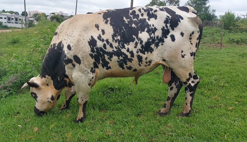 Jacques Geovani Schinemann, de Guarapuava PR, raça Normanda