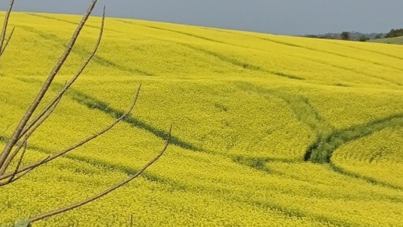 Canola 1