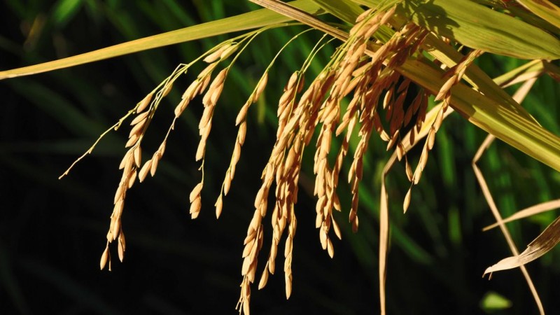 arroz 01