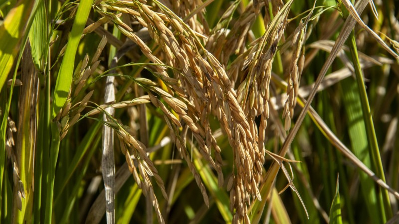 arroz fechada