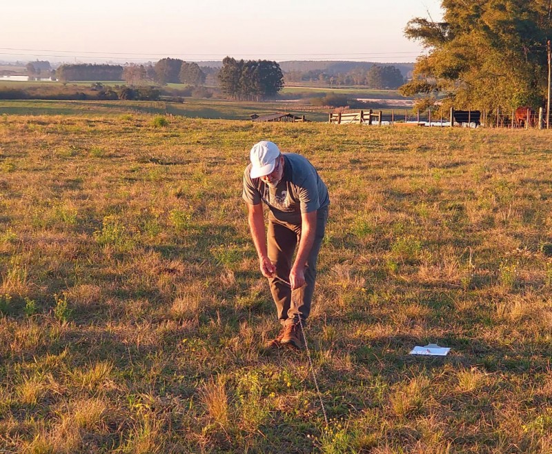 Contagem de plantas em área de pesquisa sobre emergência e infestação por Senecio spp