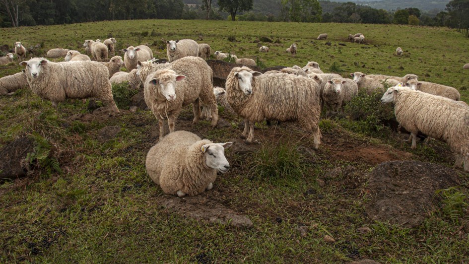 Dados da Seapi apontam que nos 49 municípios da Serra Gaúcha existem 2.682 propriedades com ovinos